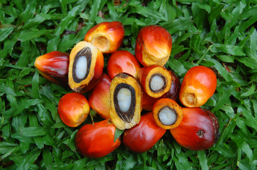 palm fruit